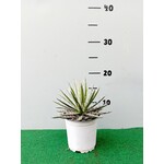 Woestijn-desert Agave filifera