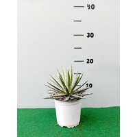 Woestijn-desert Agave filifera