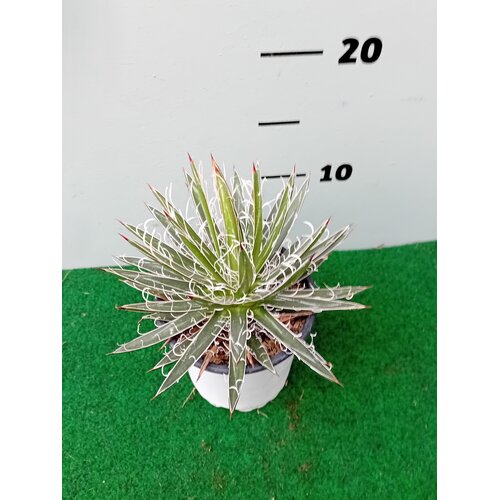 Woestijn-desert Agave filifera