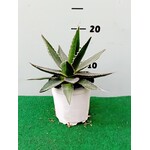 Woestijn-desert Agave impressa