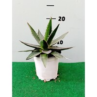 Woestijn-desert Agave impressa