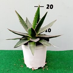 Woestijn-desert Agave impressa