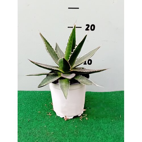 Woestijn-desert Agave impressa