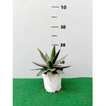 Woestijn-desert Agave impressa