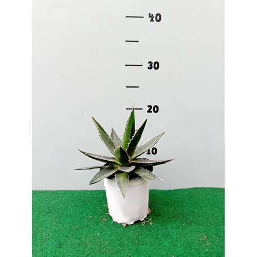 Woestijn-desert Agave impressa