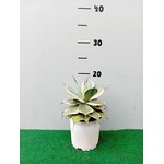 Woestijn-desert Agave potatorum