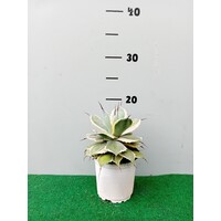 Woestijn-desert Agave potatorum