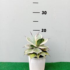 Woestijn-desert Agave potatorum