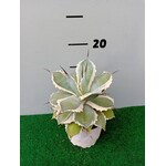 Woestijn-desert Agave potatorum