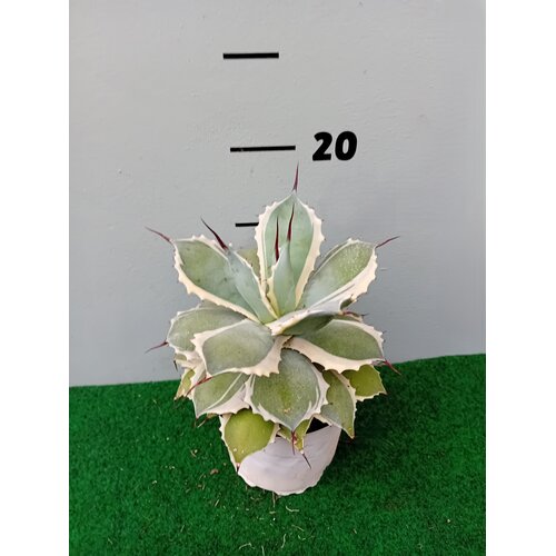 Woestijn-desert Agave potatorum