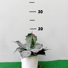 Woestijn-desert Agave parrasana