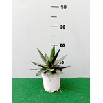 Woestijn-desert Agave lophanta