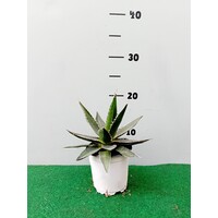 Woestijn-desert Agave lophanta