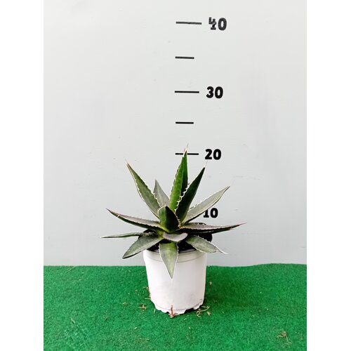 Woestijn-desert Agave lophanta