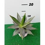 Woestijn-desert Agave lophanta