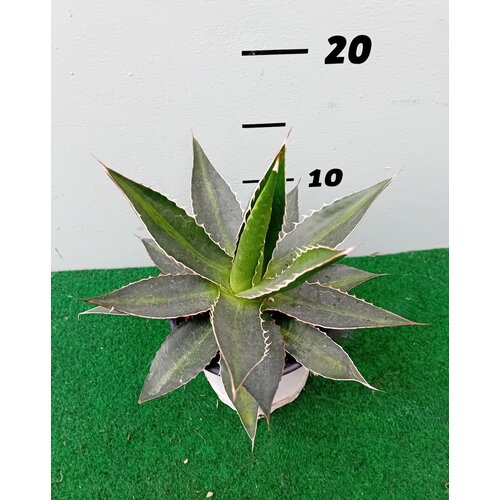 Woestijn-desert Agave lophanta