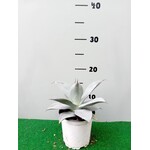 Woestijn-desert Agave colorata celsii nova blue