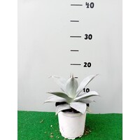 Woestijn-desert Agave colorata celsii nova blue