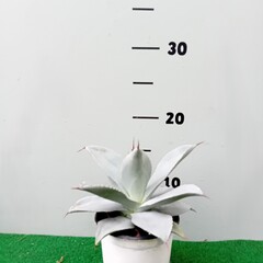 Woestijn-desert Agave colorata celsii nova blue