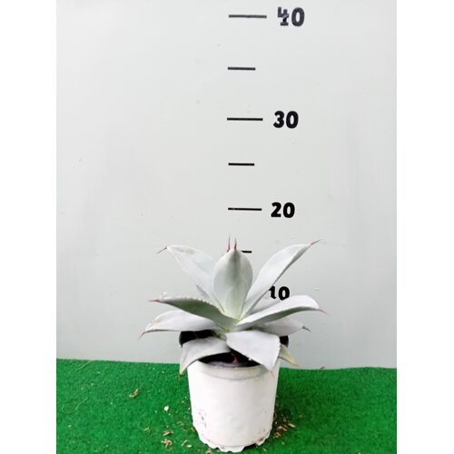 Woestijn-desert Agave colorata celsii nova blue