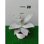 Woestijn-desert Agave colorata celsii nova blue