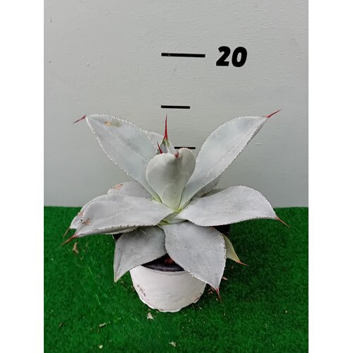 Woestijn-desert Agave colorata celsii nova blue