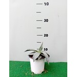 Woestijn-desert Agave salmiana