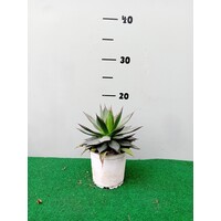 Woestijn-desert Agave titanota