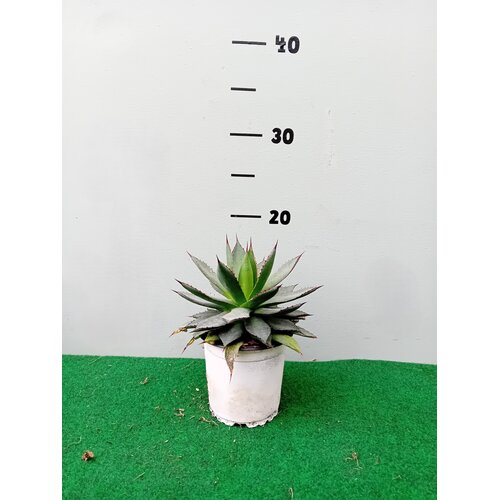 Woestijn-desert Agave titanota