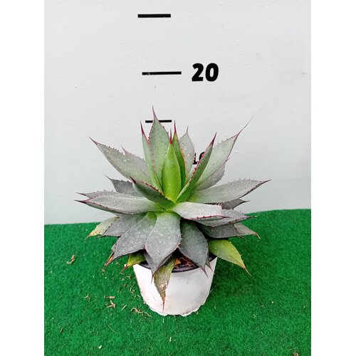 Woestijn-desert Agave titanota