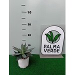 Woestijn-desert Agave Blue Ember