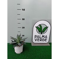 Woestijn-desert Agave Blue Ember