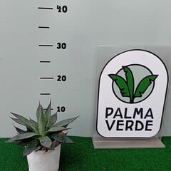 Woestijn-desert Agave Blue Ember