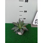 Woestijn-desert Agave Blue Ember