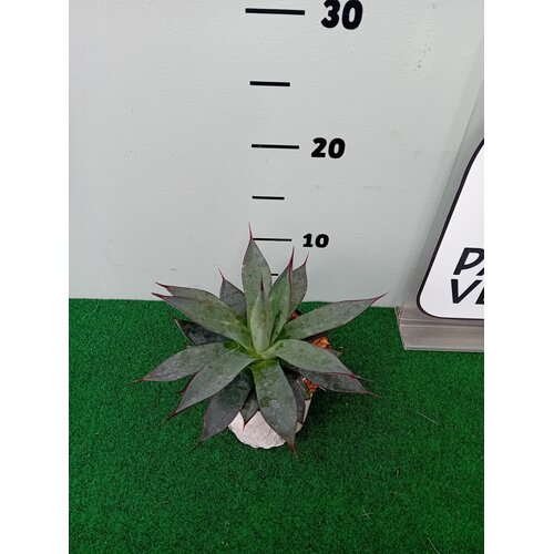 Woestijn-desert Agave Blue Ember