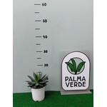 Woestijn-desert Agave filifera isthmensis