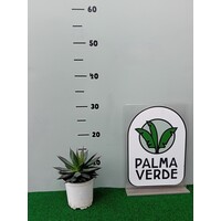 Woestijn-desert Agave filifera isthmensis