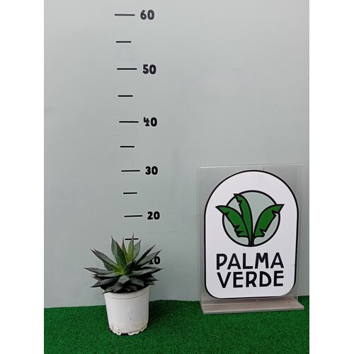 Woestijn-desert Agave filifera isthmensis