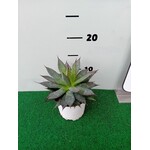 Woestijn-desert Agave filifera isthmensis