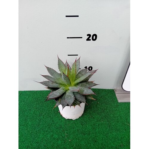 Woestijn-desert Agave filifera isthmensis