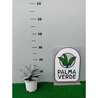 Woestijn-desert Agave salmiana