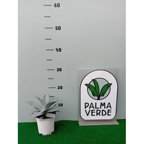 Woestijn-desert Agave salmiana