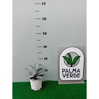 Woestijn-desert Agave colorata celsii nova blue