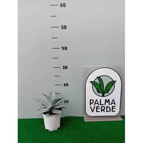 Woestijn-desert Agave colorata celsii nova blue