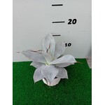 Woestijn-desert Agave colorata celsii nova blue