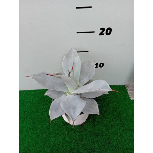 Woestijn-desert Agave colorata celsii nova blue