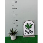 Woestijn-desert Agave lophanta