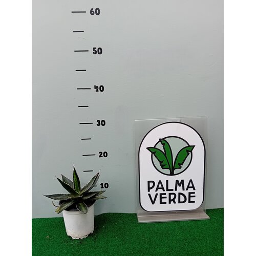 Woestijn-desert Agave lophanta