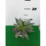 Woestijn-desert Agave lophanta