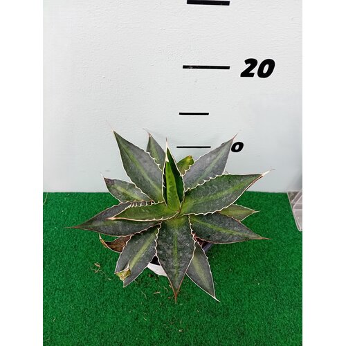 Woestijn-desert Agave lophanta